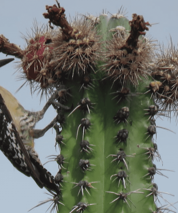 Tatacoa al Atardecer: Observación de Aves y Puesta de Sol