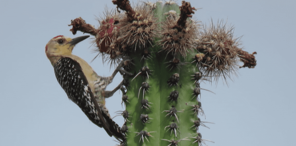 Tatacoa al Atardecer: Observación de Aves y Puesta de Sol
